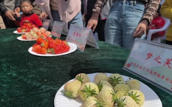 临沂市河东区八湖镇第十三届草莓文化旅游节开幕
