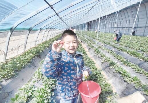 滨城：摘草莓 享春光