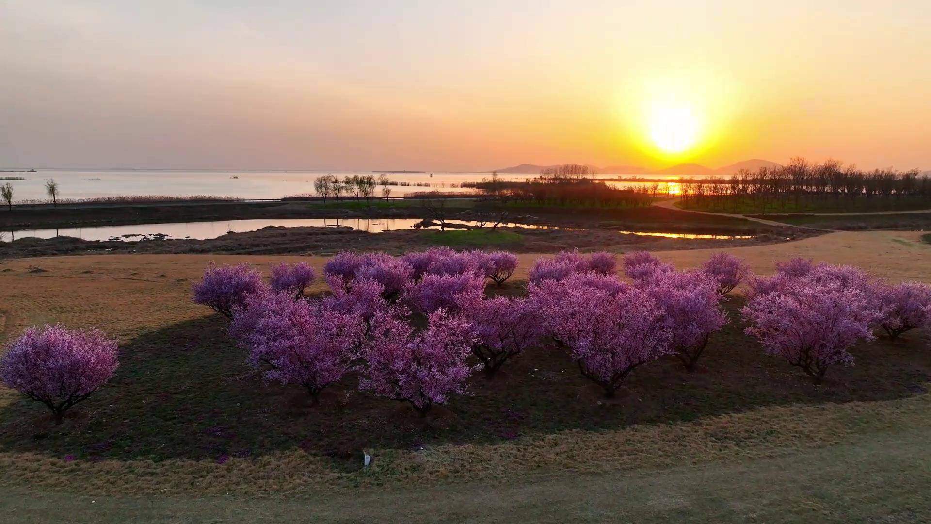 桃花在落日余晖中摇曳 是春天属于东平湖的浪漫