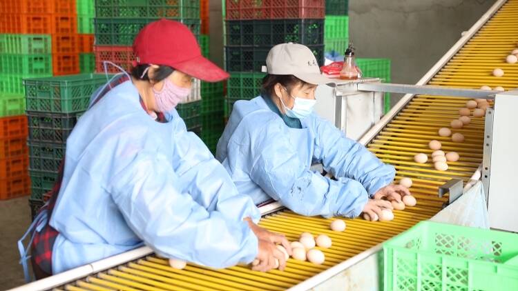 东营：科技助力蛋鸡养殖 小蛋鸡“孵出”百万富民大产业