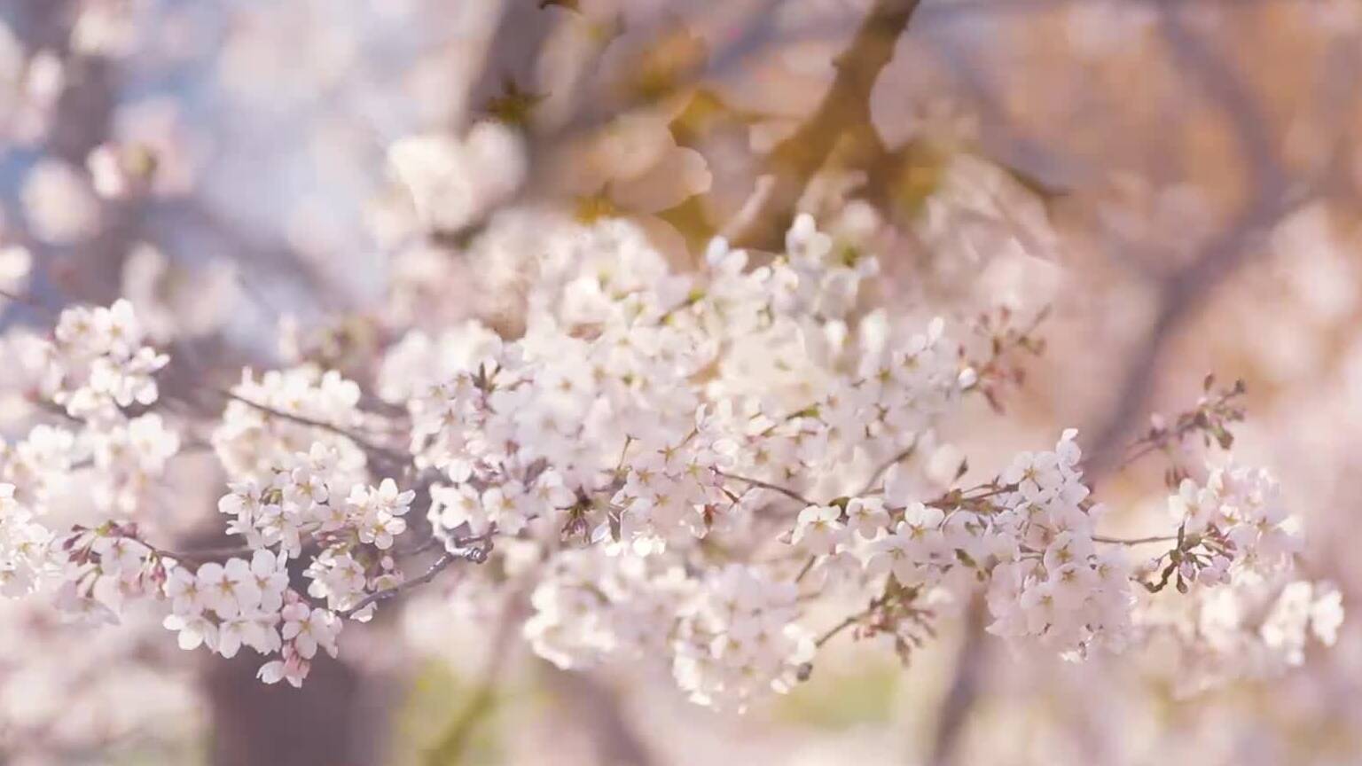 春游齐鲁丨潍坊的樱花开到了昌邑校园 纯纯的青春回来了
