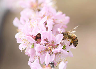 陵城的春日来信啦！写在了麦田里、溪水边、桃花上……