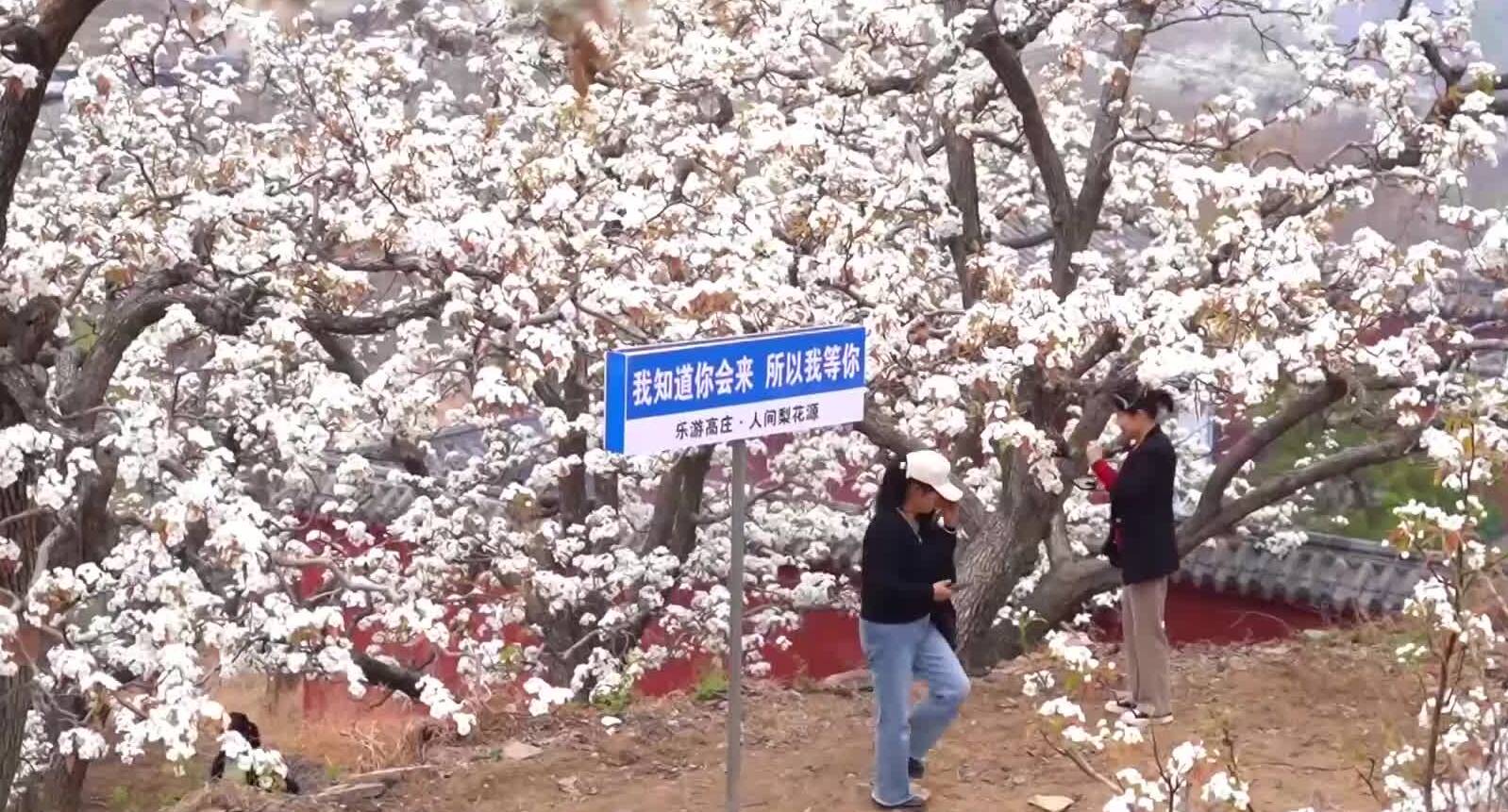 济南市莱芜区:万亩梨花白如雪  踏春赏花正当时