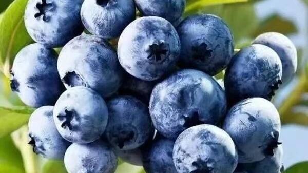 智慧农业让农作物“茁壮成长”！青岛这里的蓝莓迎来丰收季