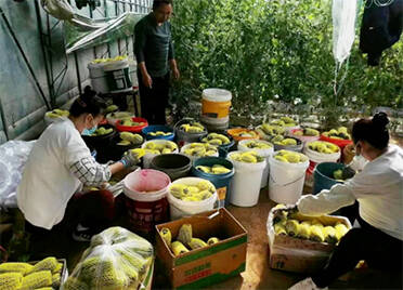 大棚甜瓜抢鲜上市，临朐蒋峪镇打造知名的绿色果蔬生产基地