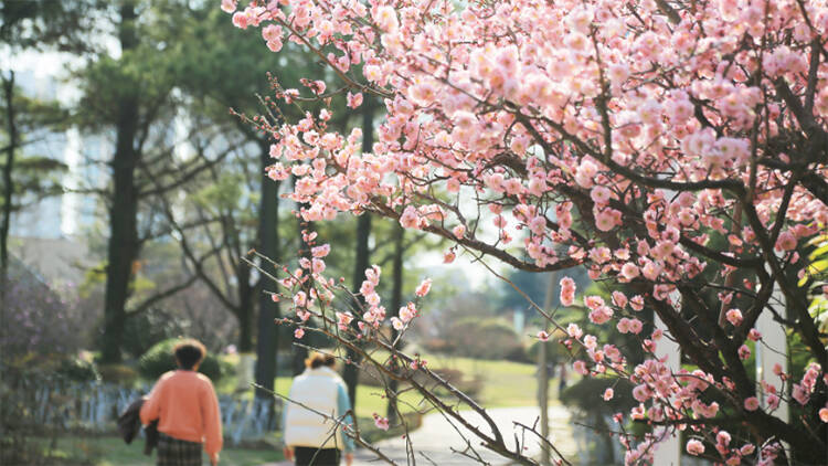 日照：春天，赴一场花的约会