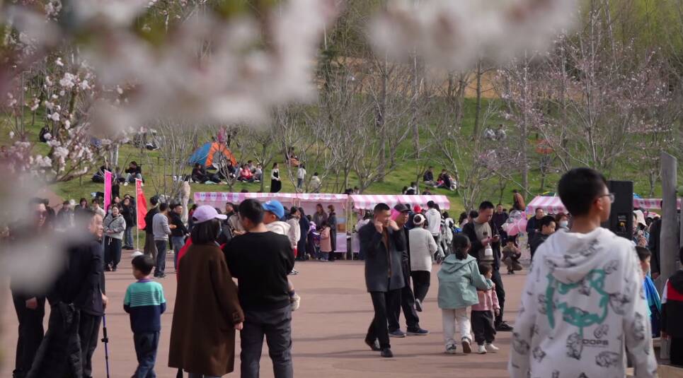 日照五莲：樱花开满园 市民游客共赏花韵