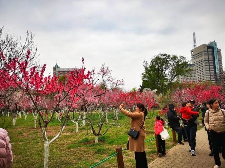 踏青賞花逛廟會 清明小長假首日濟南公園景區(qū)接待游客9.65萬人次