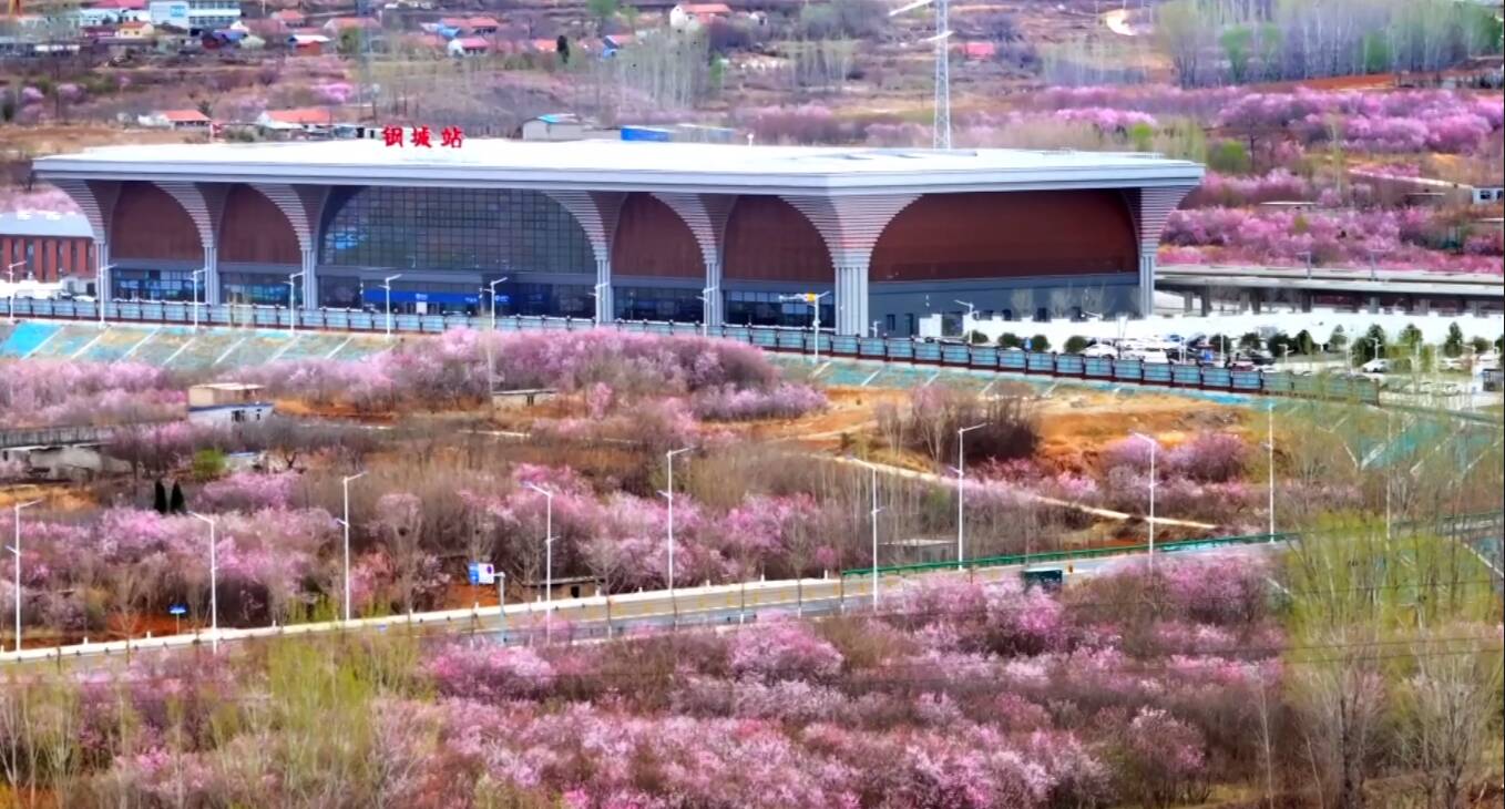 济南市钢城区：桃花满陌十里红 美丽经济笑春风