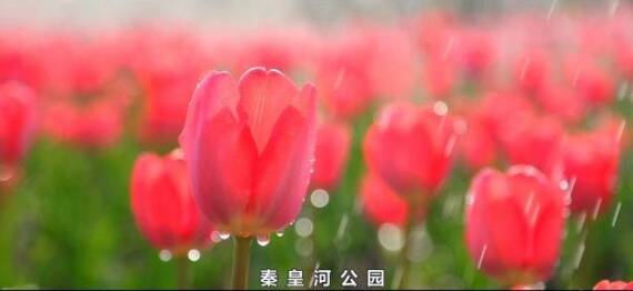 滨州经济技术开发区：秦皇河畔相约春天 郁金香花竞相绽放