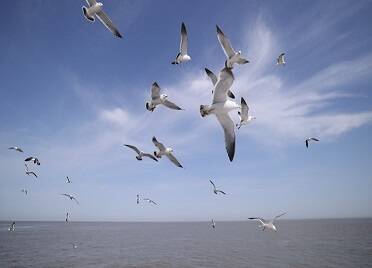 黑尾鸥开启新一年海岛“蜜月之旅” 为春天带来灵动和欢快