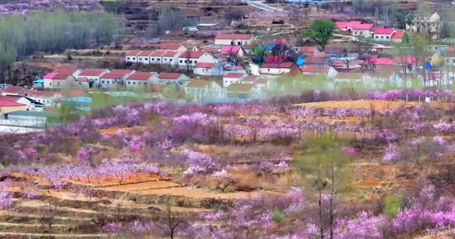 济南市钢城区：十万亩桃花竞相绽放