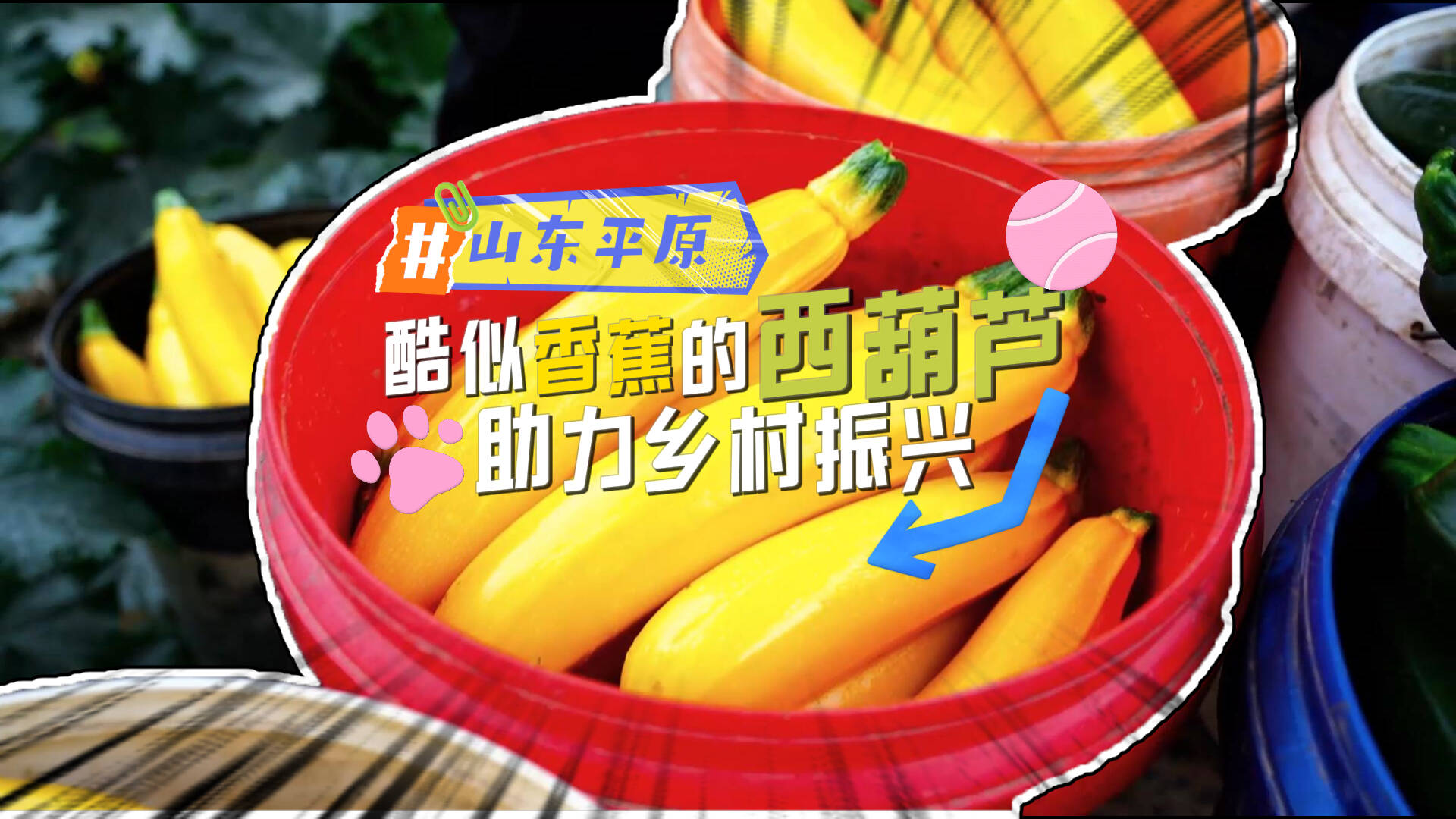 吃起来嘎嘣脆的香蕉你见过吗特色金皮西葫芦助力乡村振兴