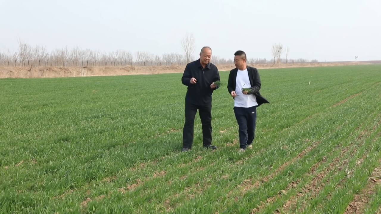 东营市河口区烟农1212小麦促丰收盐碱地谱写种业振兴篇章