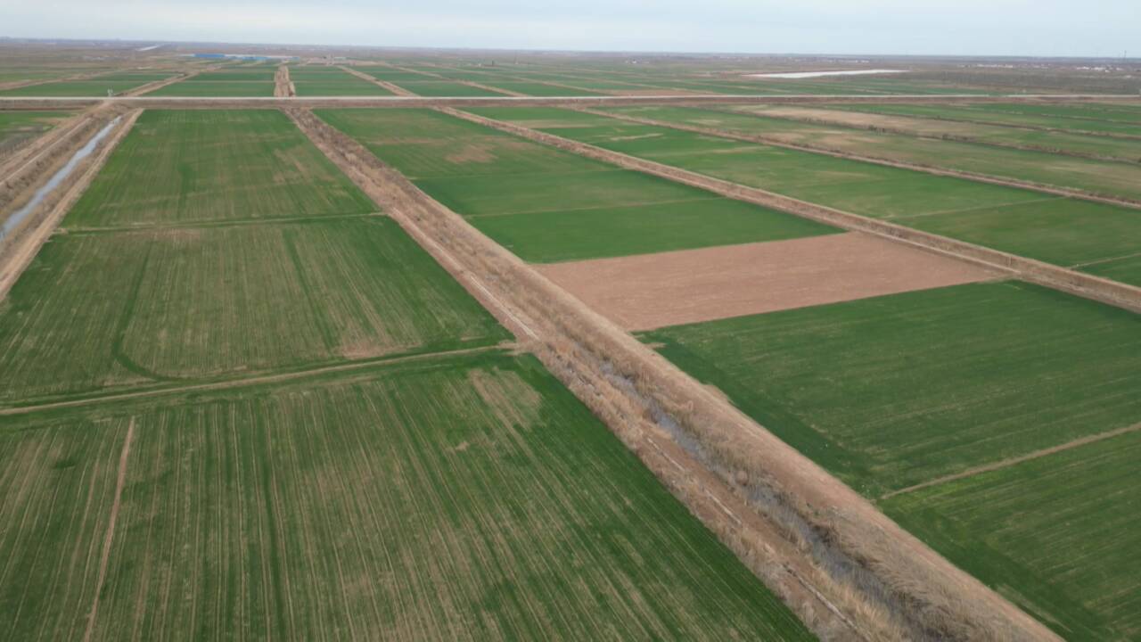 东营市河口区烟农1212小麦促丰收盐碱地谱写种业振兴篇章