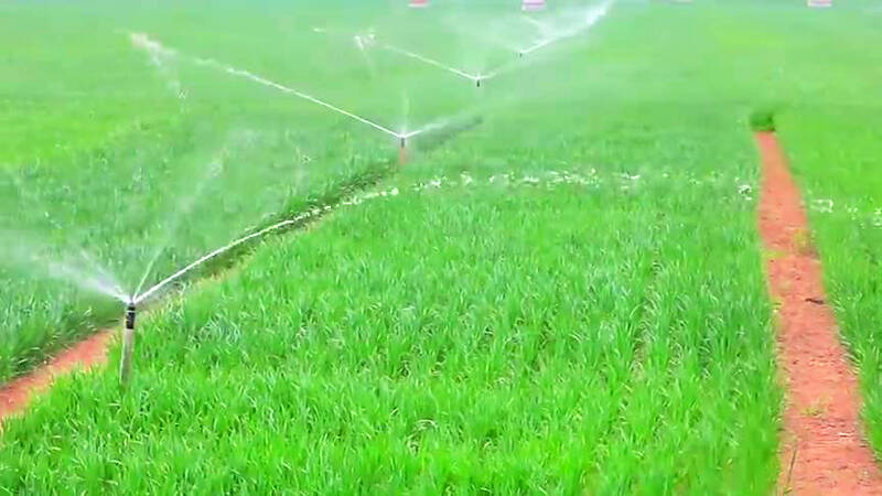 庆云：小麦喝足“增产水”