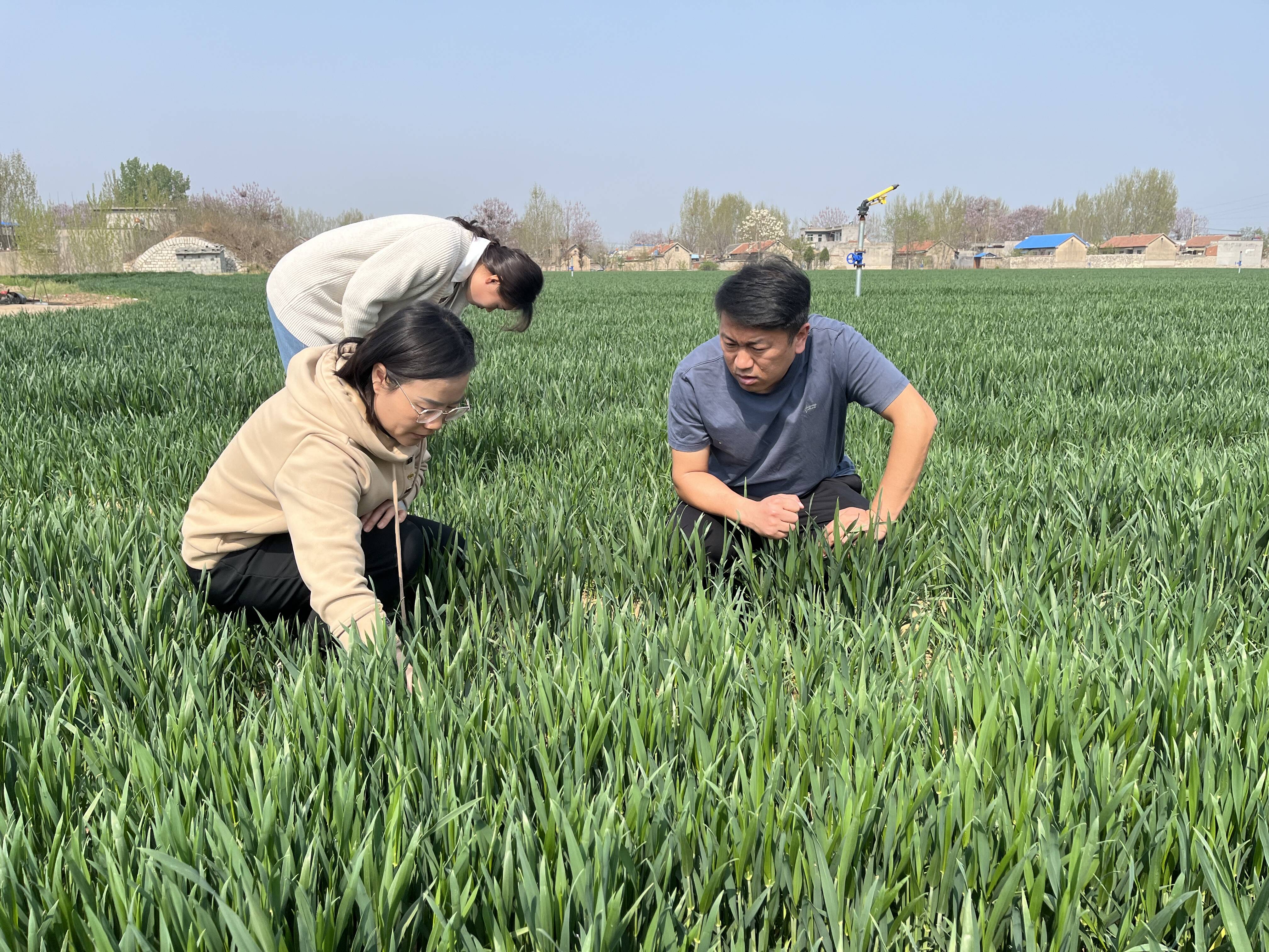 宁阳县东庄镇科技助力春耕春管夯实粮食丰产基础