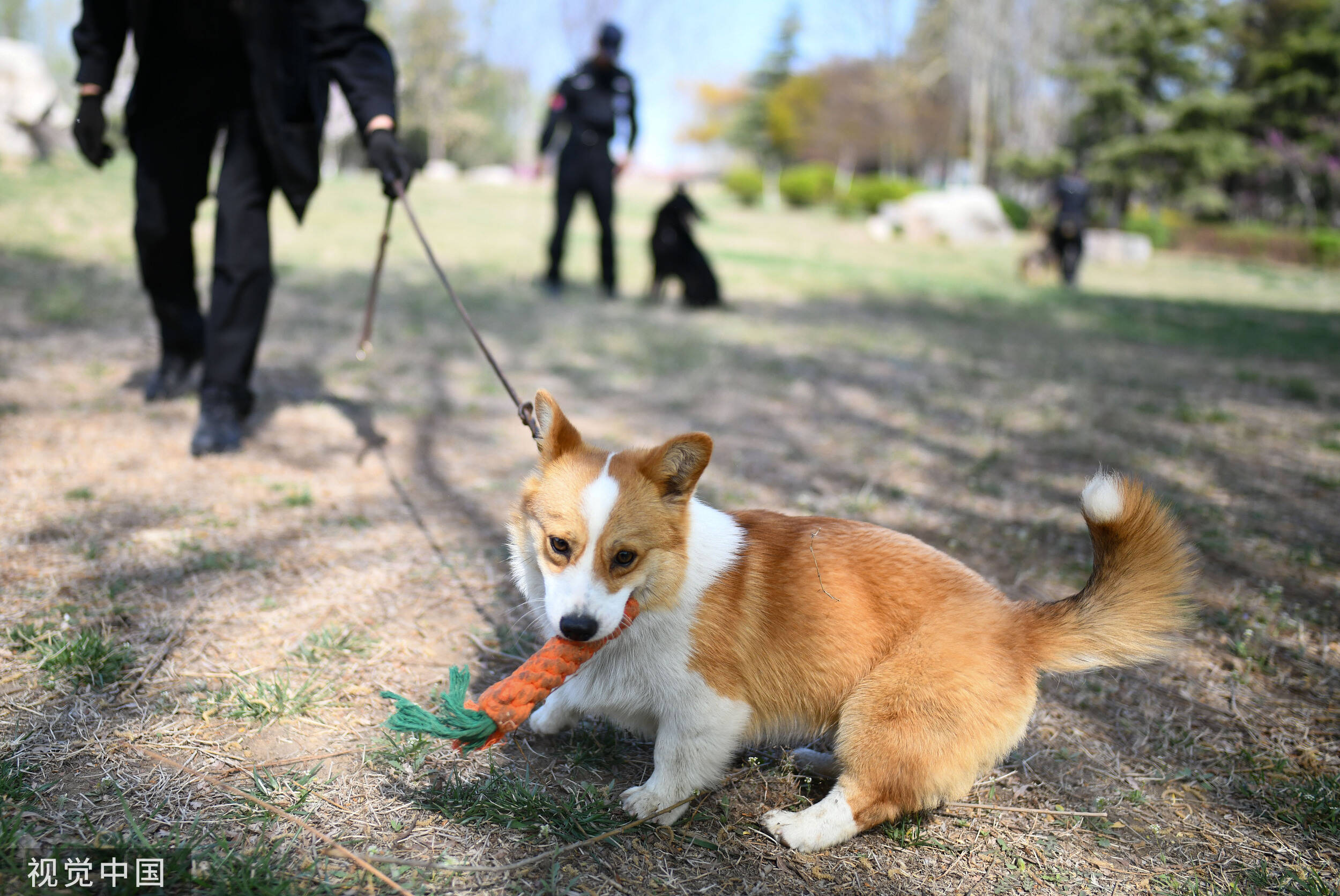 网红“福仔”来啦！看全国唯一一只柯基警犬的训练日常