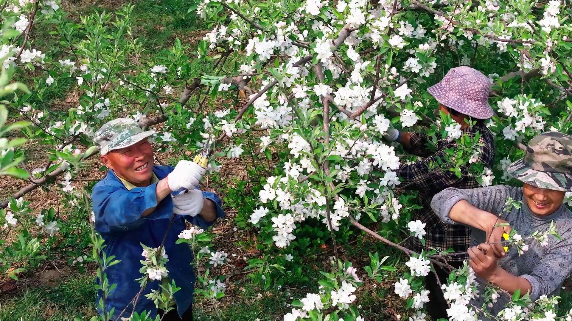 宁阳县东庄镇：苹果花开枝头俏 果园管理疏花忙