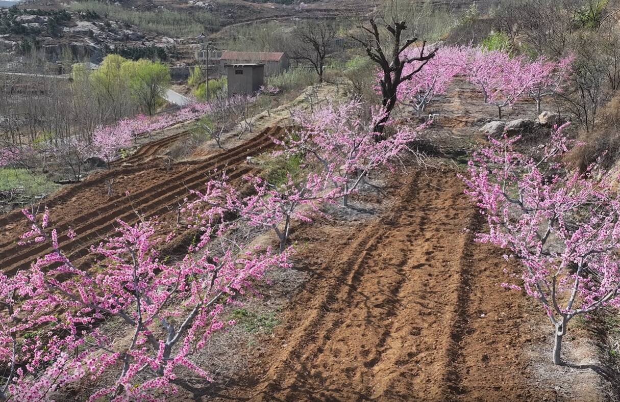 宁阳县磁窑镇林果上山助力乡村振兴