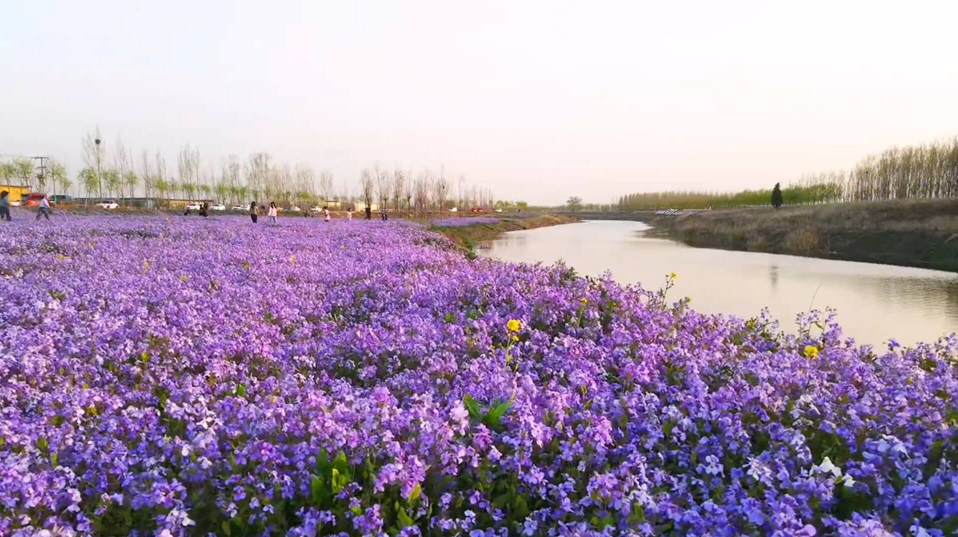临沂南涑河沿岸有片紫色花海