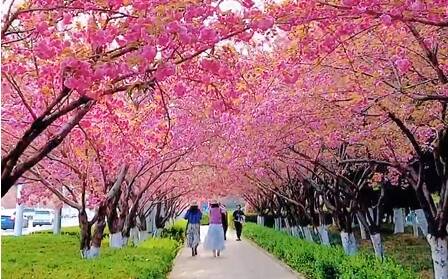 临沂广州路樱花盛开，快去打卡吧！