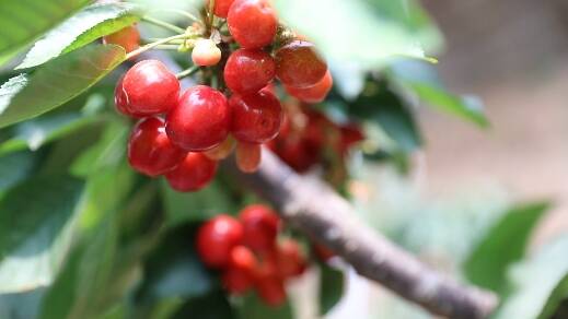 潍坊昌乐：一斤50多元的樱桃热销南方市场 农民尝到增收“甜头”