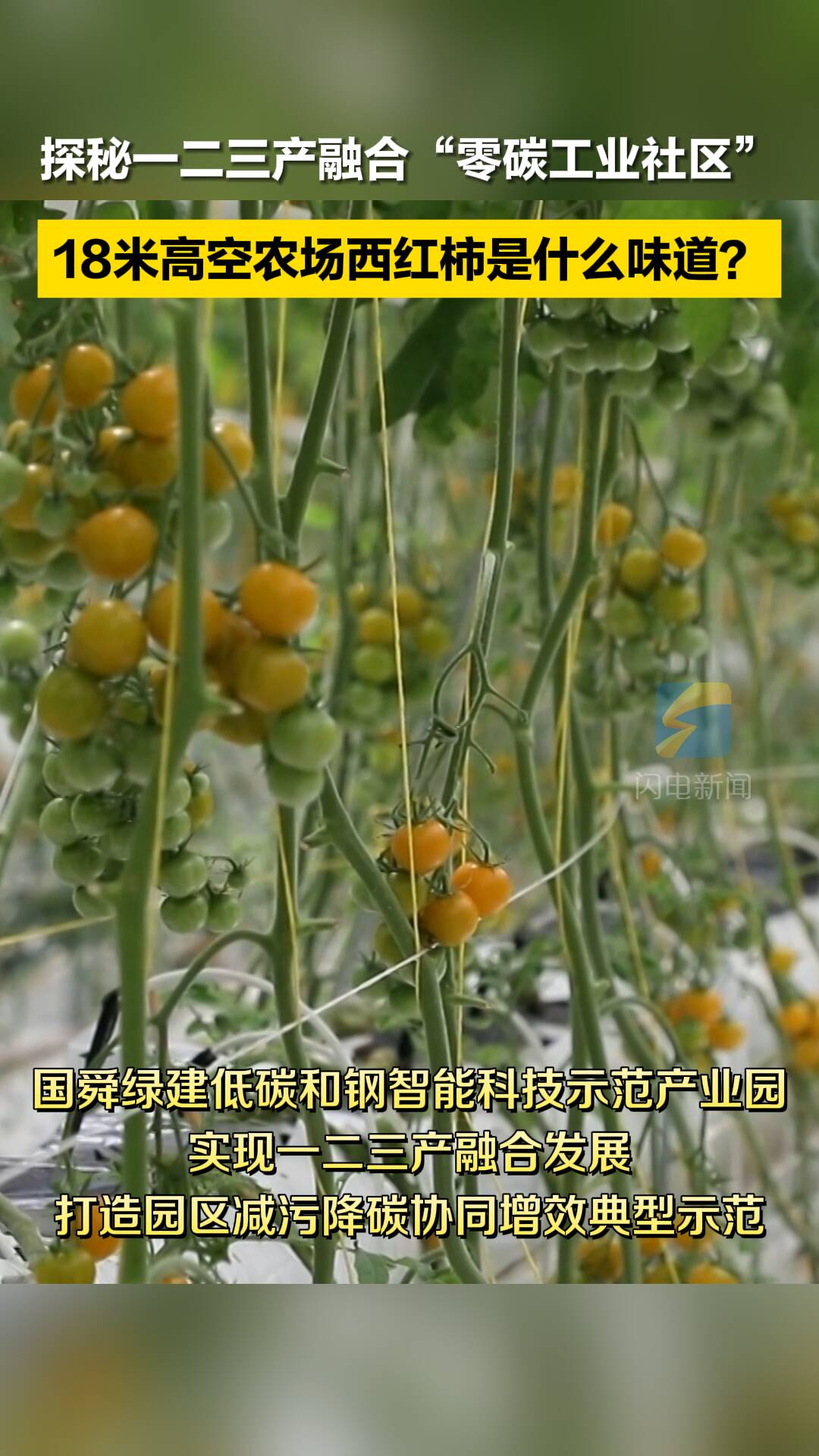 探秘一二三产融合“零碳工业社区” 18米高空农场西红柿是什么味道？