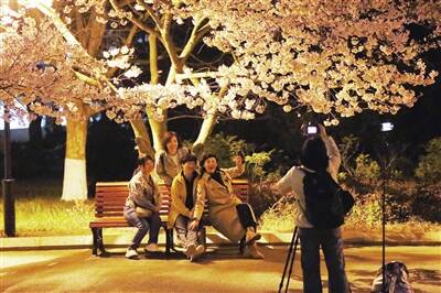 青岛进入樱花盛花期 中山公园夜樱美景引市民扎堆