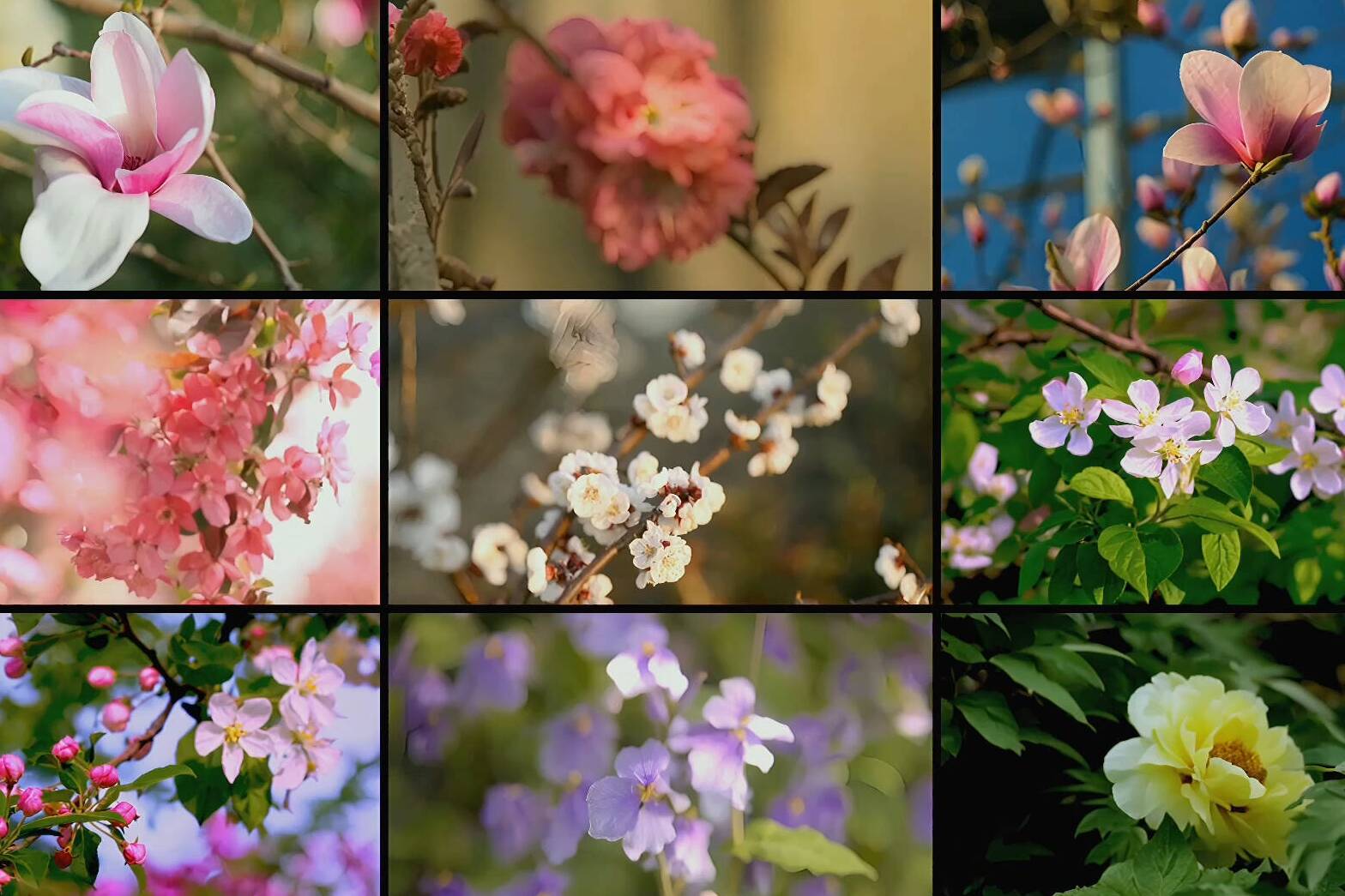 闪电创意AI｜查收德州赏花图鉴 带你走进五彩斑斓的花卉世界