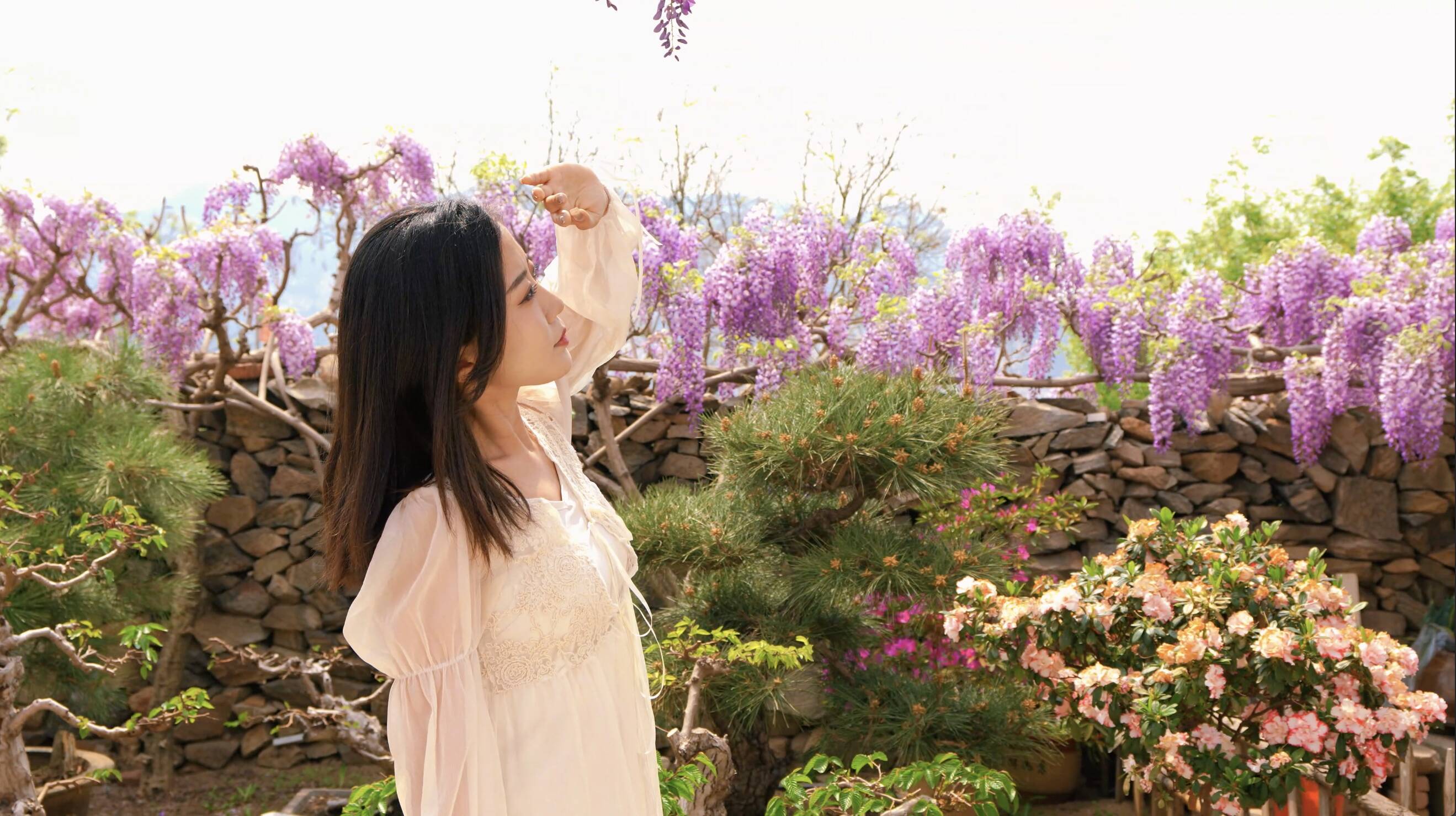 诗画山东｜紫藤“花瀑”迎春绽放，这样的小院太美了！