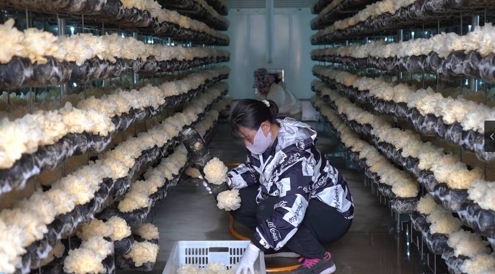 潍坊诸城：小蘑菇撬动乡村振兴大产业