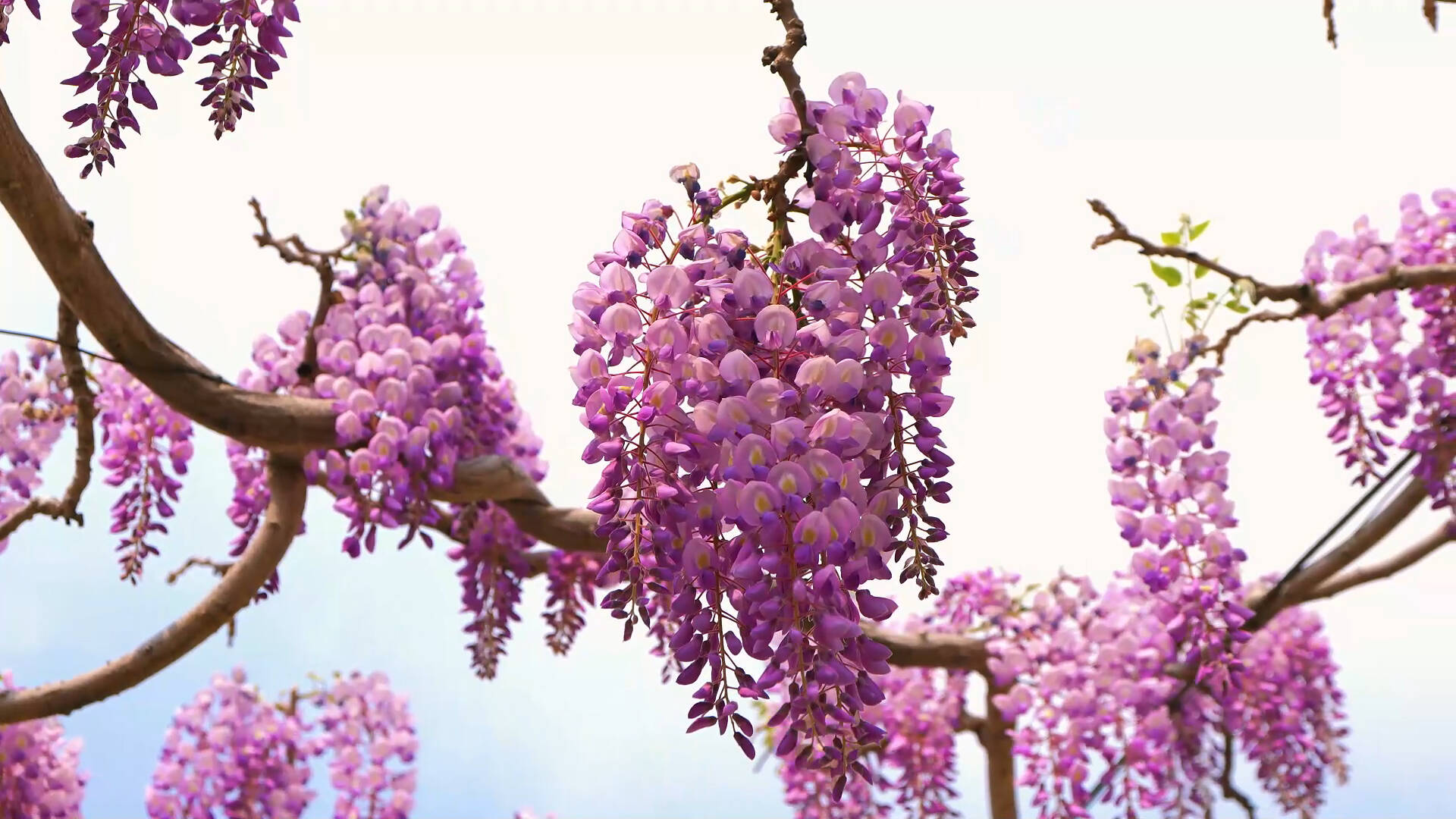 花蔓宜阳春 山东多地紫藤盛放让人流连忘返