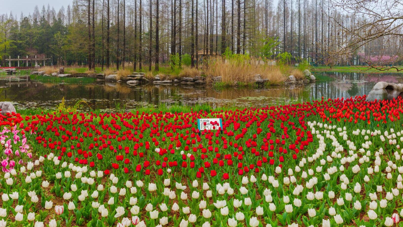青岛中山公园迎最佳赏花季 快来这里邂逅春日繁花