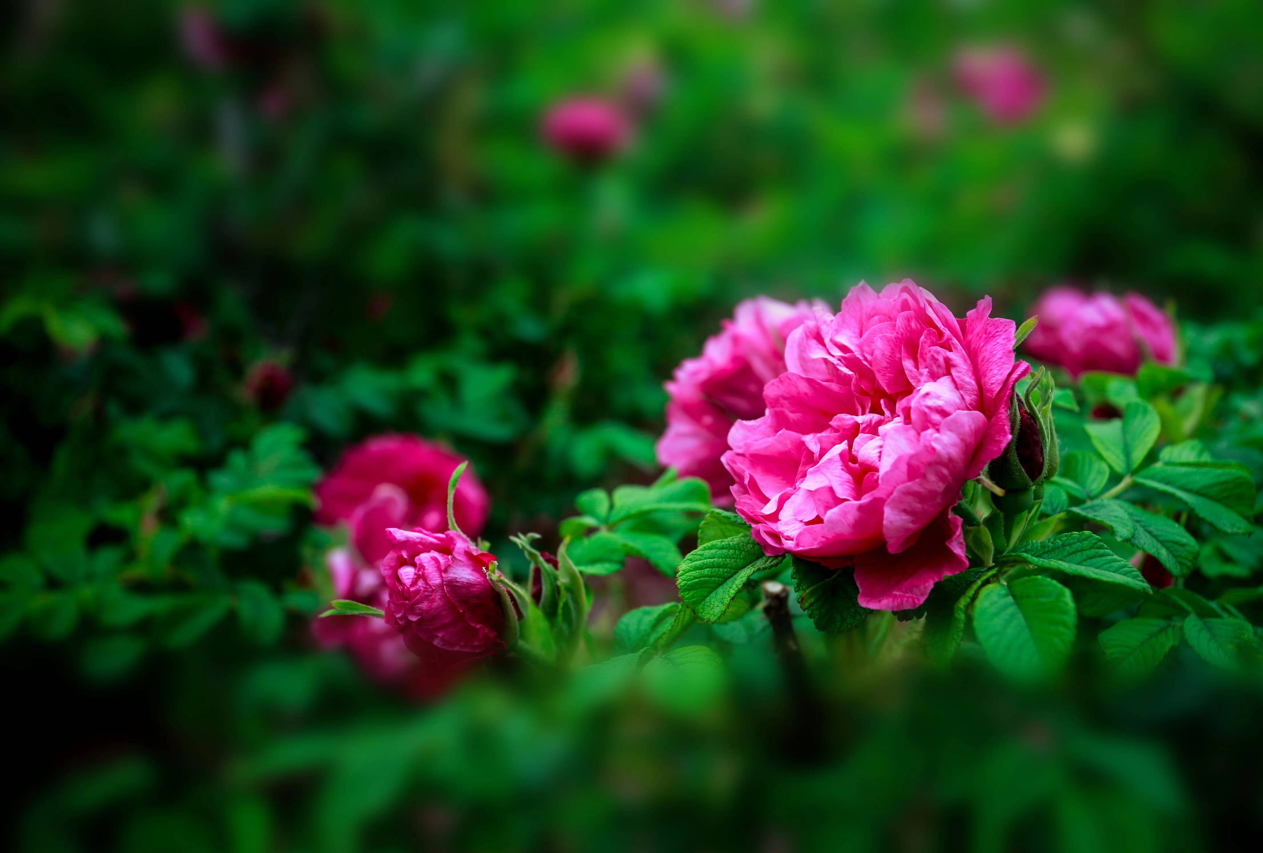 玫瑰之都共享平阴滋润为主题将于4月26日在芳蕾玫瑰花乡景区盛大开幕