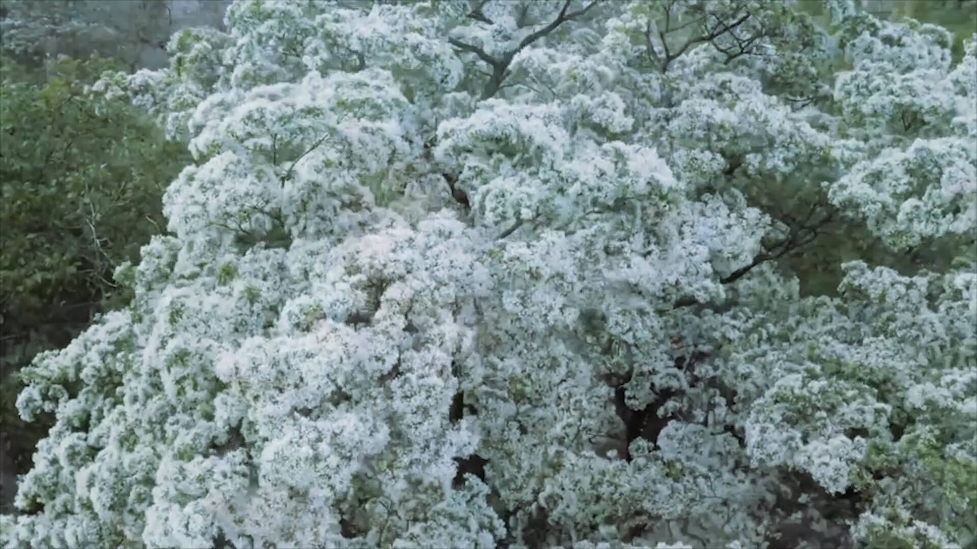 枣庄山亭百年流苏树悄然开花 繁花朵朵犹如人间“四月雪”