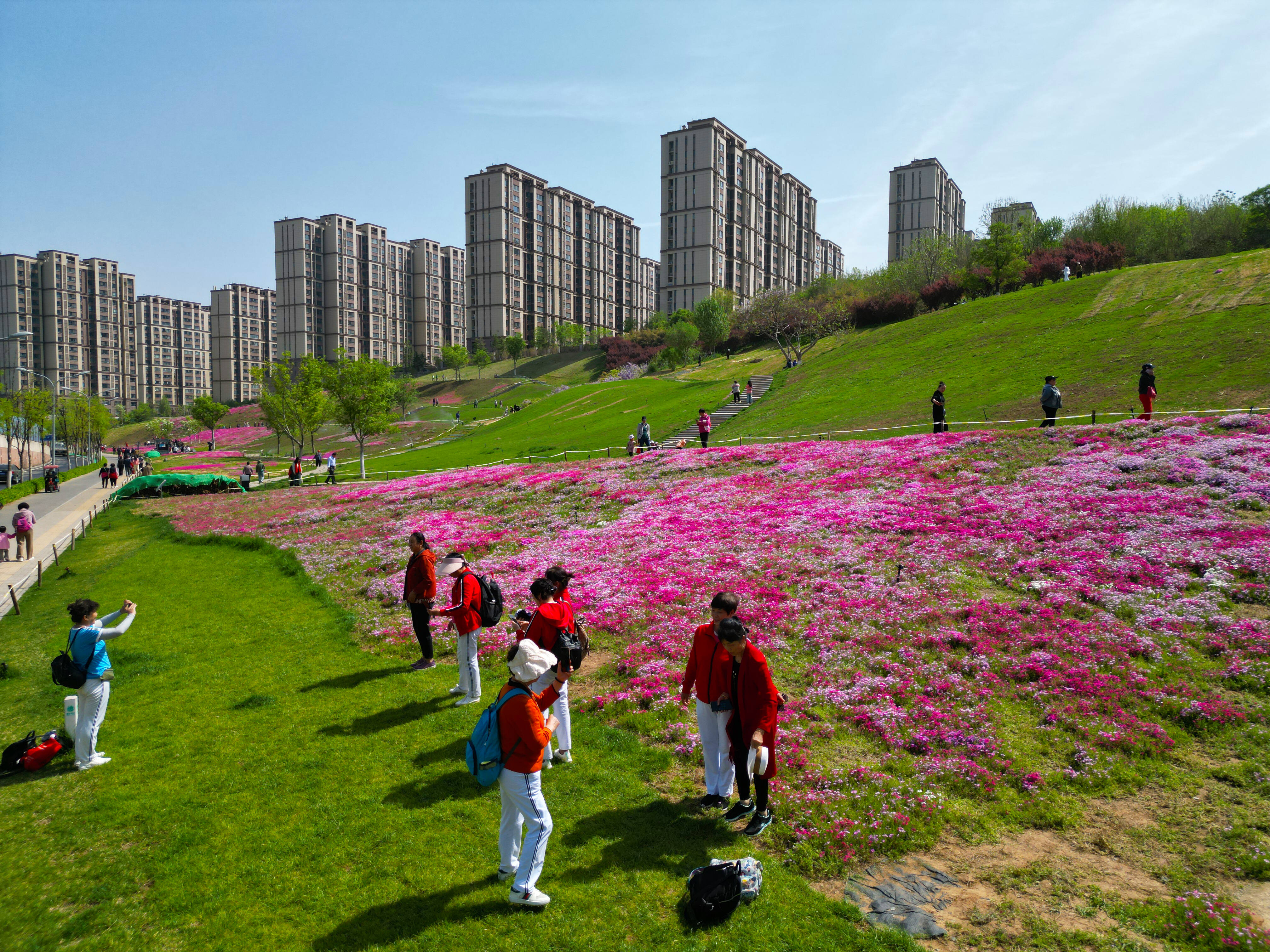 济南龙洞地铁站旁百万花朵盛放"福禄考花海"成春日踏青热门打卡地