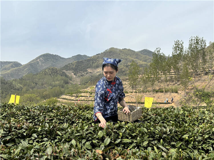 潍坊诸城：3万余亩茶园陆续进入采摘季