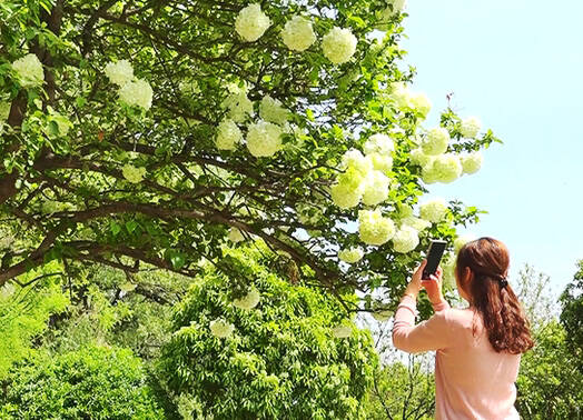 潍坊临朐老龙湾畔，省内最大的绣球花开了