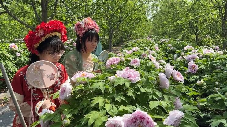 春意浓，花盛开！10余项系列主题活动将亮相第二届潍坊峡山牡丹文化节