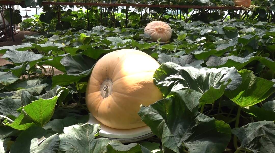 巨型南瓜重达五百斤！寿光菜博会种植新技术 “黑科技”引关注