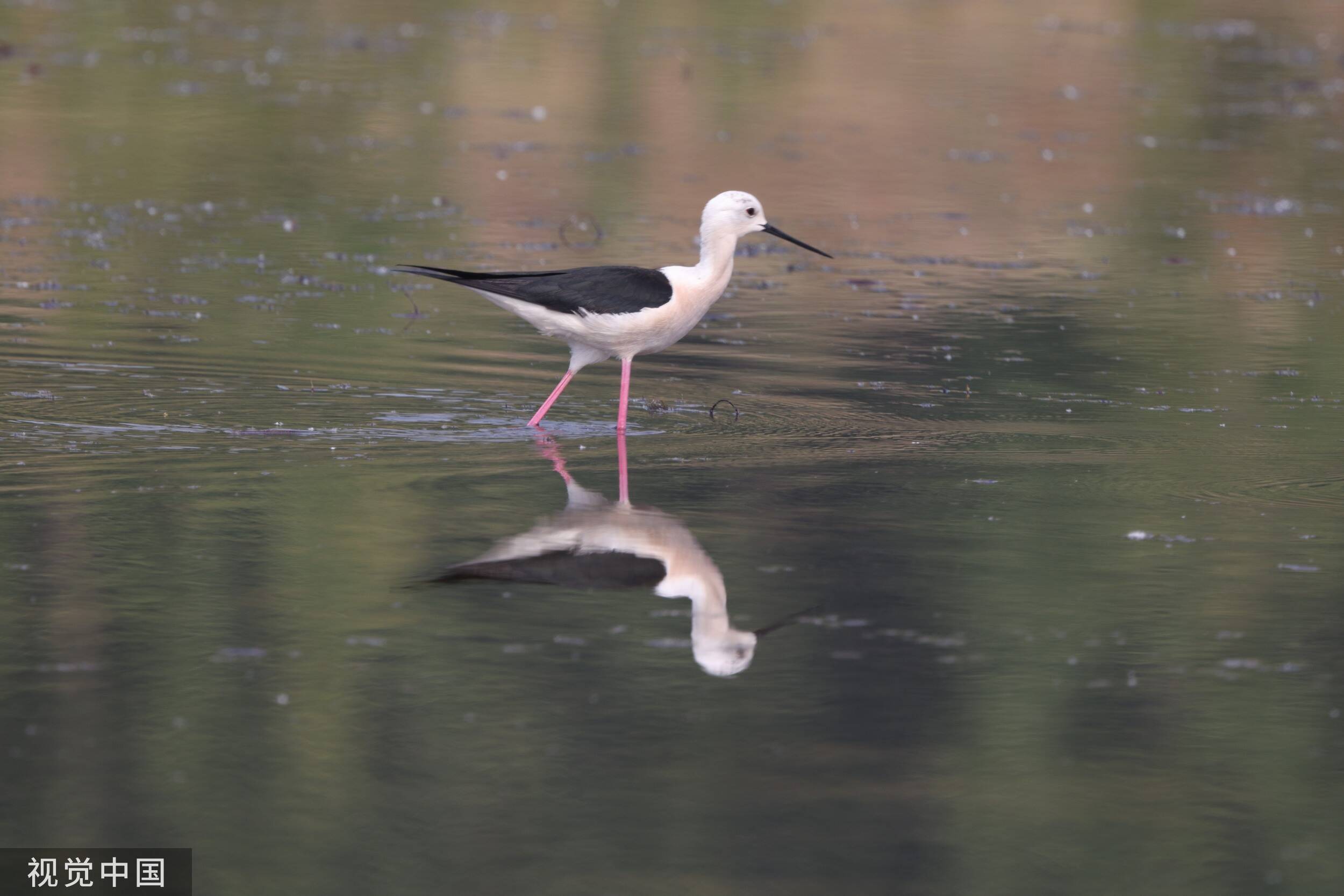 黑翅长脚鹬黄河玫瑰湖国家湿地公园“秀”长腿