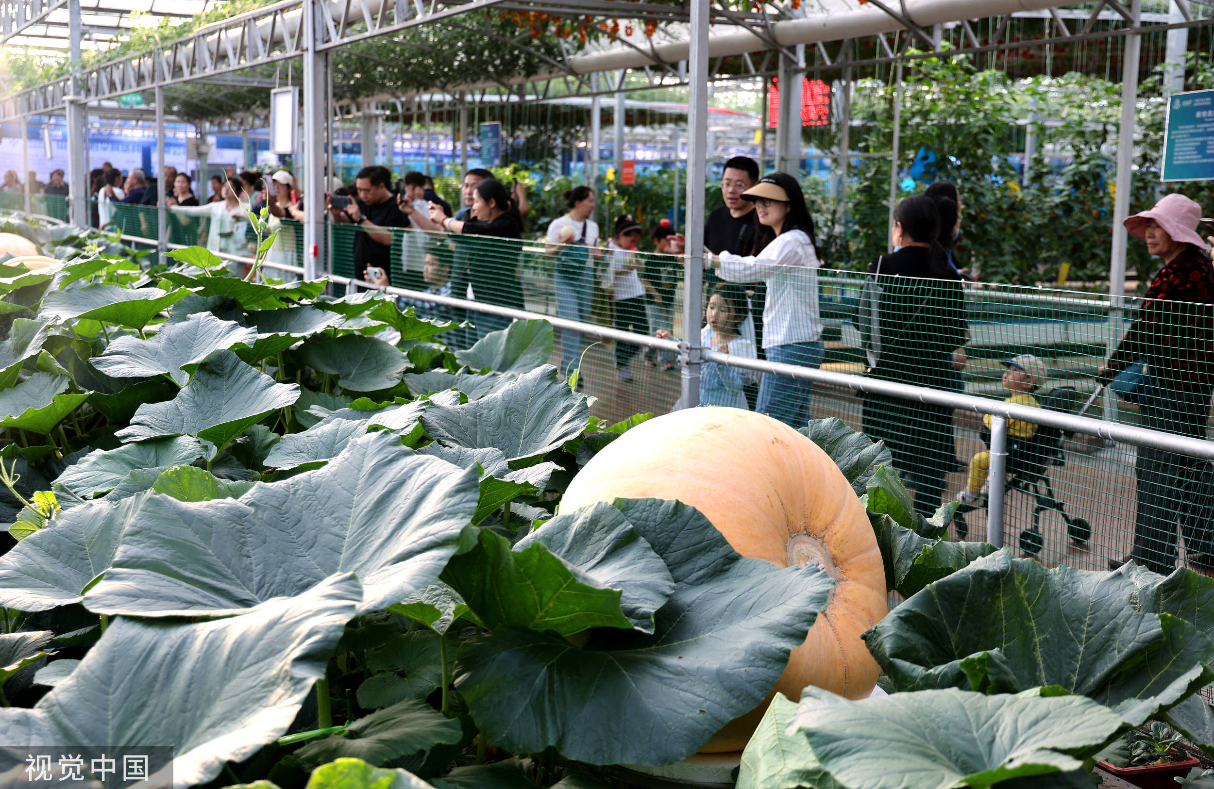 蔬菜遇上高科技 第二十五届寿光菜博会开幕亮惊喜