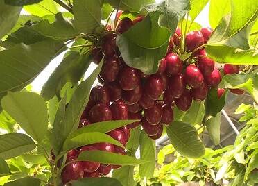 龙口：大棚樱桃抢鲜上市“甜蜜经济”促增收