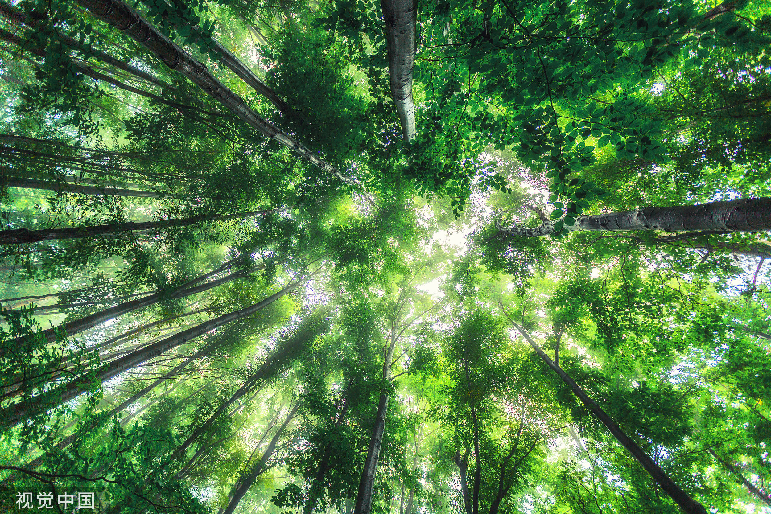 夜读|洁净的光芒