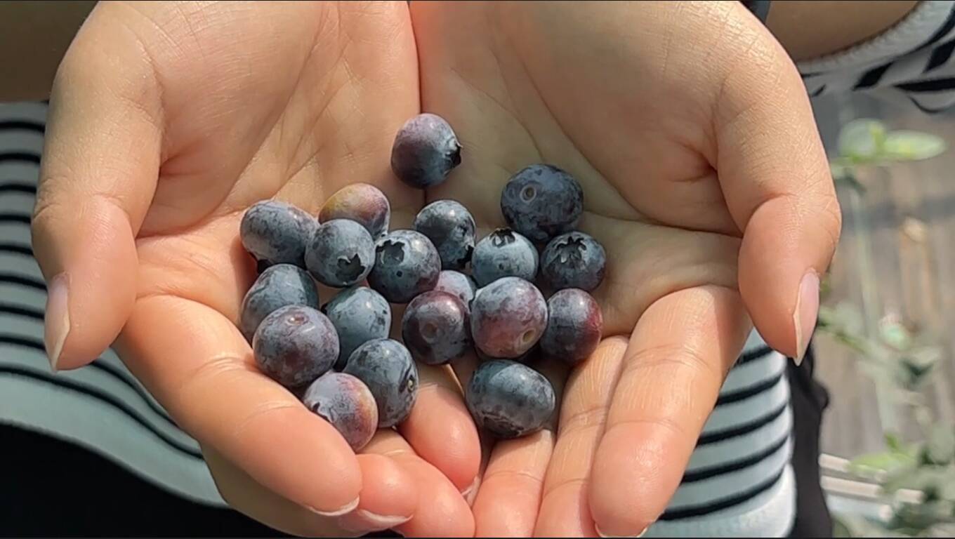 济南历城：南果北种结硕果 特色蓝莓产业助增收
