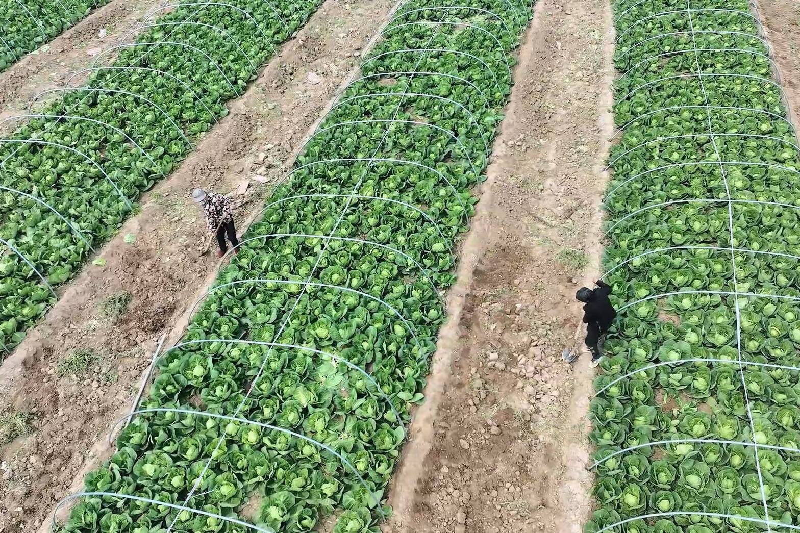 德州天衢新区：百年蔬菜种植村庄 振兴乡村经济新活力