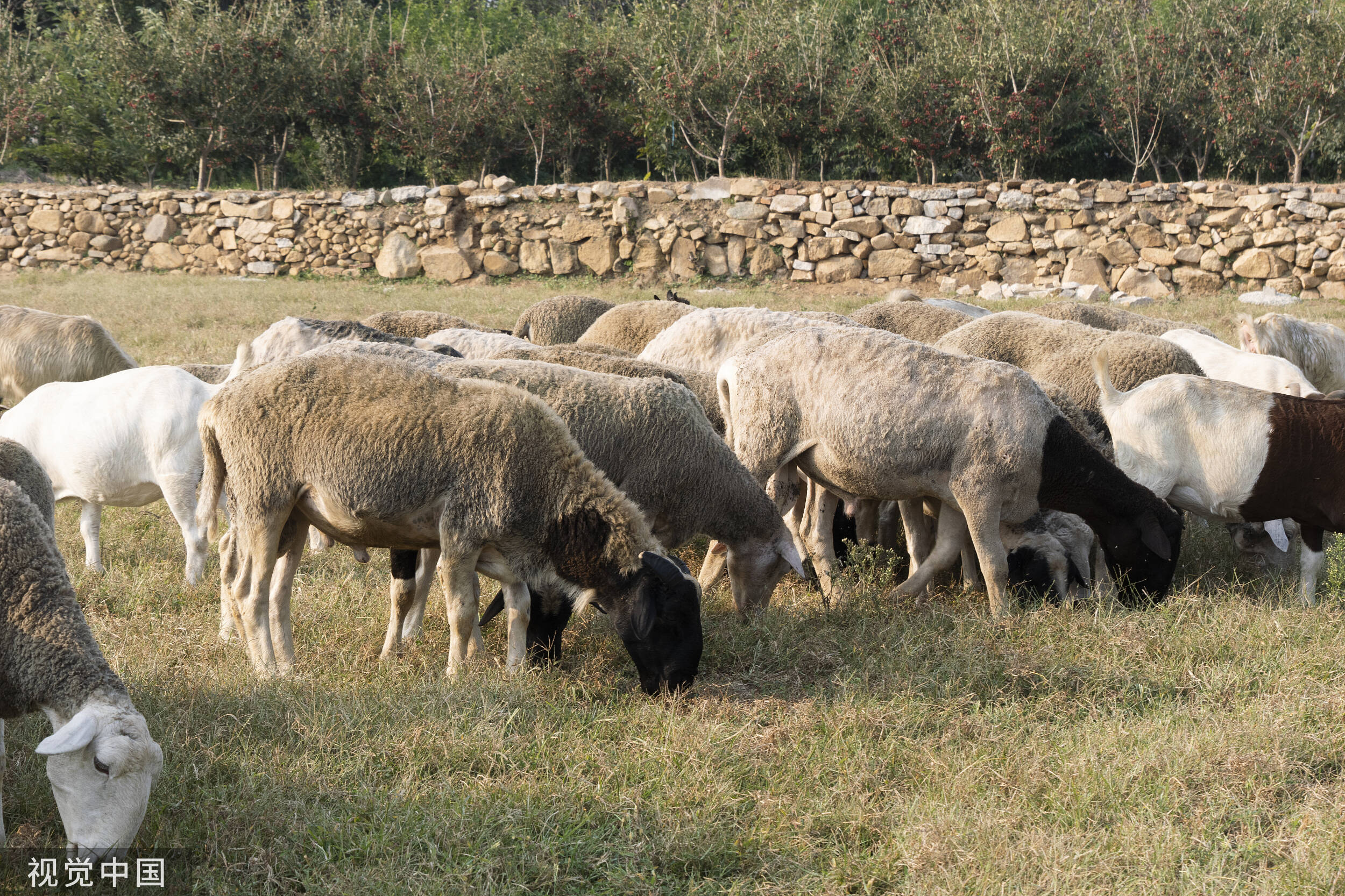 一季度山东畜牧业生产稳步开局 养殖产能进一步优化