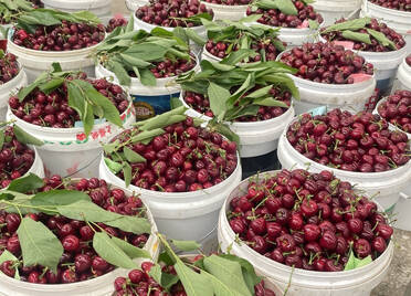 临朐的大樱桃产业何以如此红火兴旺、长盛不衰？