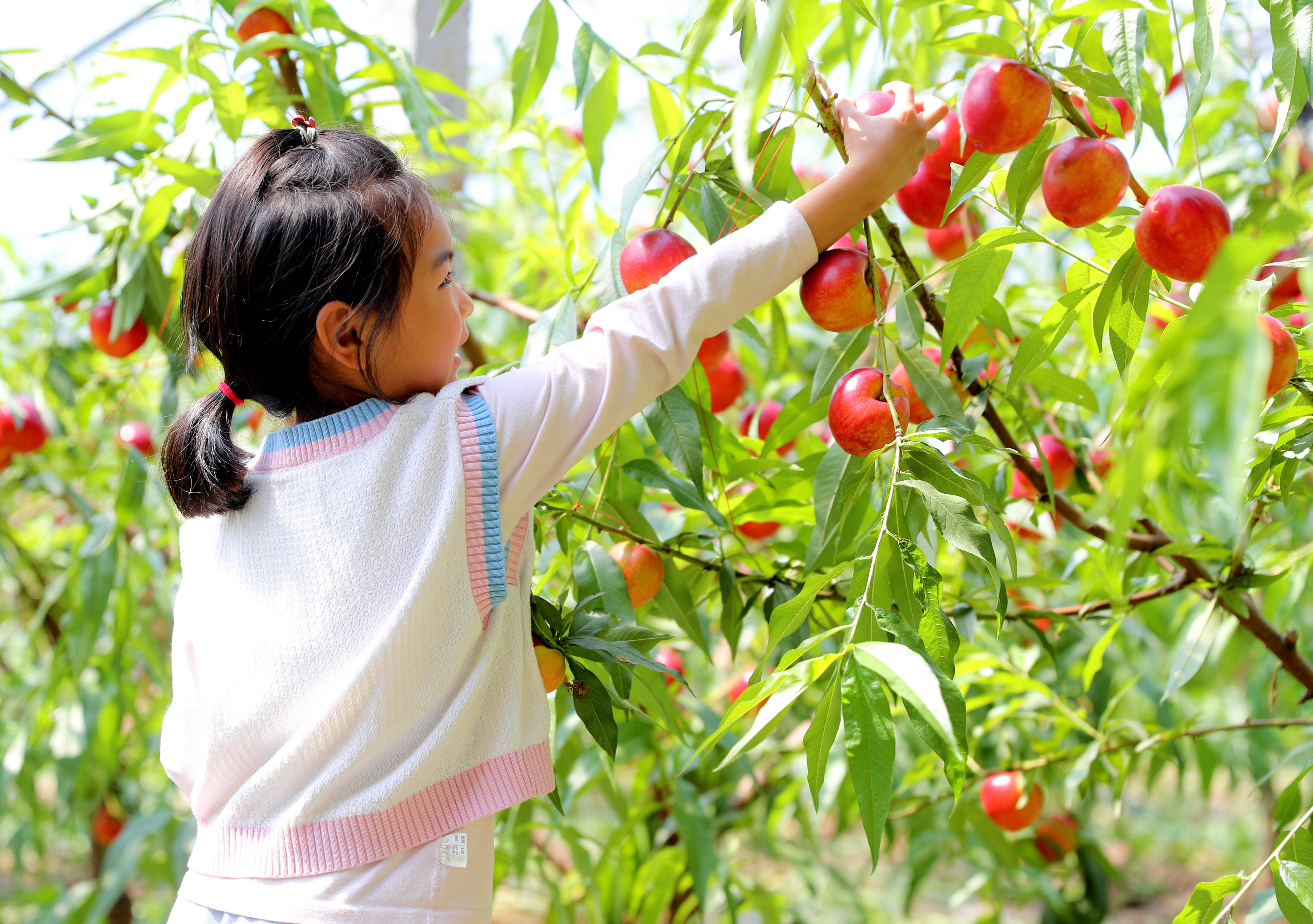 Laixi nectarine goes on the market, "Yinghong" fruit farmer makes a fortune